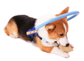 Guiding Bumper Collar Harness for Blind Dogs — Mobility Aid