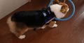 Guiding Bumper Collar Harness for Blind Dogs — Mobility Aid
